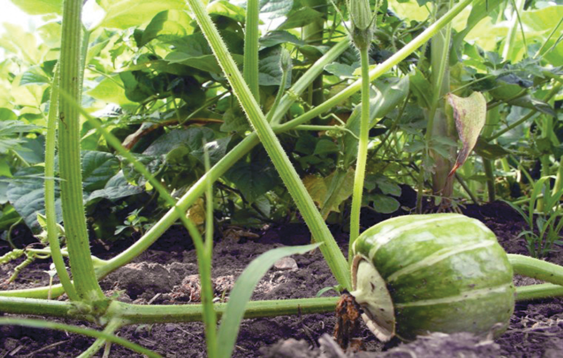 Milpa Agriculture Techniques for the Modern Garden